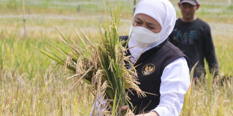 Nilai Tukar Petani dan Nilai Tukar Nelayan Jatim naik di akhir tahun 2022 , tertinggi dalam 3 tahun