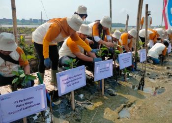 Bulan K3 Nasional, Pertamina tanam 1.000 mangrove di Romokalisari Surabaya
