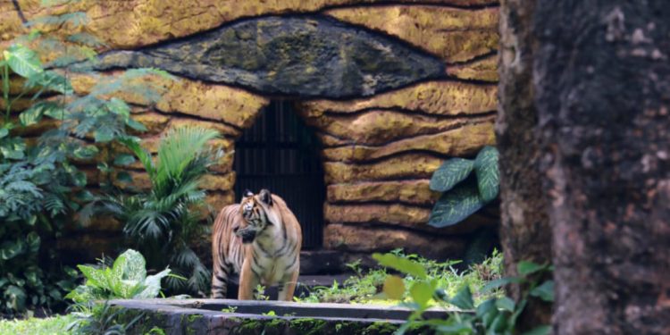 Pemerhati satwa soroti Night Zoo di KBS