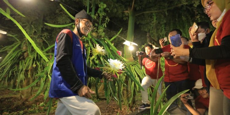 PLN UID Jatim kembangkan green house khusus untuk buah naga varian baru