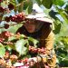 Kopi Arabika Ijen Panen Raya, Harga dan Produktivitas Petani Meningkat