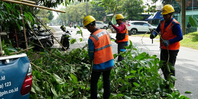 Meminimalisir gangguan di Malang Raya, PLN UP3 giat lakukan rabas dan tebang pohon dekat jaringan listrik