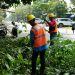 Meminimalisir gangguan di Malang Raya, PLN UP3 giat lakukan rabas dan tebang pohon dekat jaringan listrik