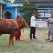 SIG salurkan 489 Hewan Kurban di 20 Provinsi