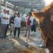 Belasan sapi kurban jumbo premium, pesanan wali kota untuk warga Surabaya