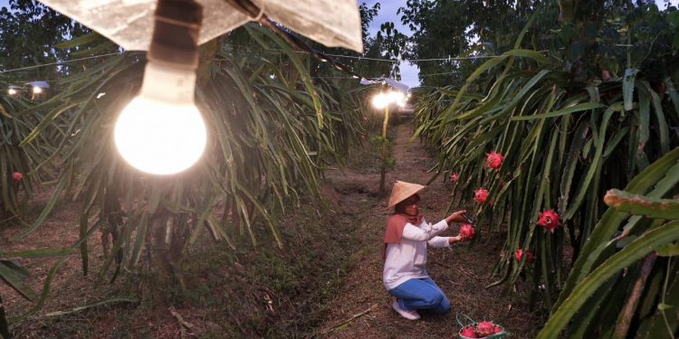 Dengan program electrifying agriculture PLN terus dukung produktivitas 6.167 Petani di 197 lokasi di Indonesia