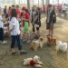 Fun Pawrade Dogs Walk 2023, semarakkan HUT RI ke 78 warga Citraland