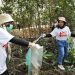 Sampoerna Peduli Lingkungan: Bersih-bersih sampah dan tanam bakau di Kebun Raya Mangrove Surabaya