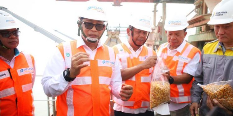 Bulog siap salurkan Jagung Pakan untuk stabilkan harga peternak