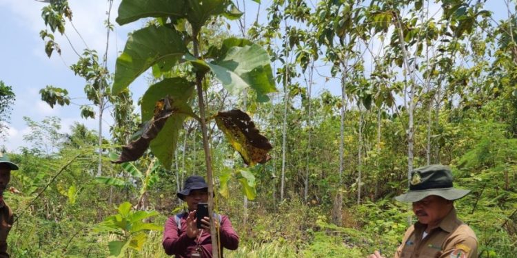 Lakom PT BSI terluas, berkat suksesnya program reboisasi
