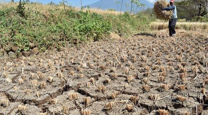 Pemprov Jatim diminta bantu petani Gresik dan Lamongan atasi kekeringan