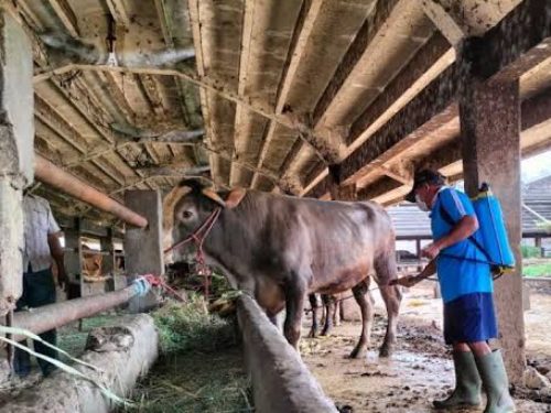 Pemkot Surabaya gelontor modal Rp 17 milyar ke PD RPH