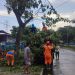PLN UIT JBM gandeng Stakeholder Bersihkan Pohon di Jalur ROW, agar Masyarakat Madura nyaman menjalankan Ibadah Ramadhan