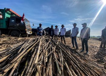 Pabrik Gula SGN Siap Giling Tebu Petani untuk Kebutuhan Gula 2024