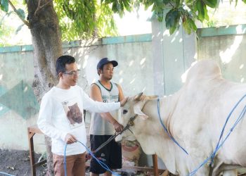 Sebanyak 4 sapi dan 5 kambing di sembelih PKB Jatim di Idul Adha tahun ini
