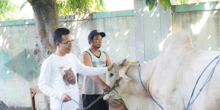 Sebanyak 4 sapi dan 5 kambing di sembelih PKB Jatim di Idul Adha tahun ini