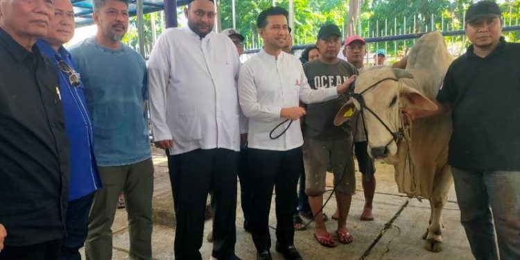 Lakukan penyembelihan di hari kedua Idul adha, Partai Demokrat sebar daging kurban merata ke masyarakat