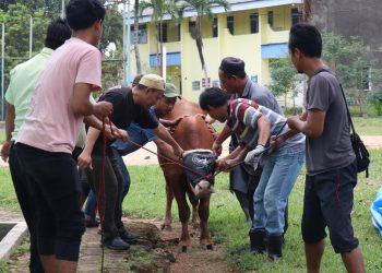 Perayaan Idul Adha 2024, PTPN I Bagikan 387 ekor Hewan Kurban di 10 Provinsi
