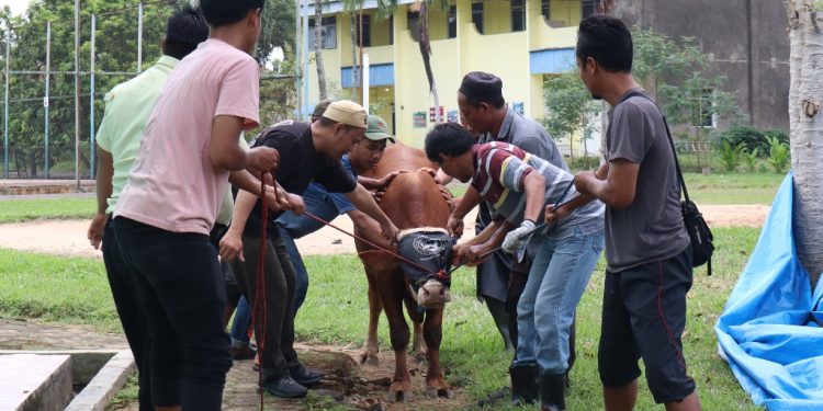 Perayaan Idul Adha 2024, PTPN I Bagikan 387 ekor Hewan Kurban di 10 Provinsi