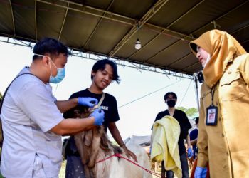 DKPP Surabaya: Hewan kurban harus berizin