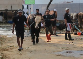 Sediakan hewan kurban sehat, PD RPH Surabaya target penjualan tumbuh 20 %