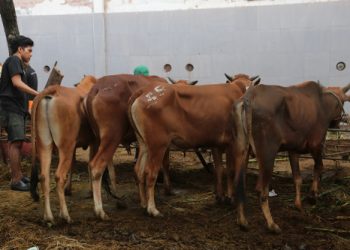 Dilarang buang limbah rumen sembarangan, DLH Surabaya: Bisa di TPS