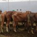 Dilarang buang limbah rumen sembarangan, DLH Surabaya: Bisa di TPS