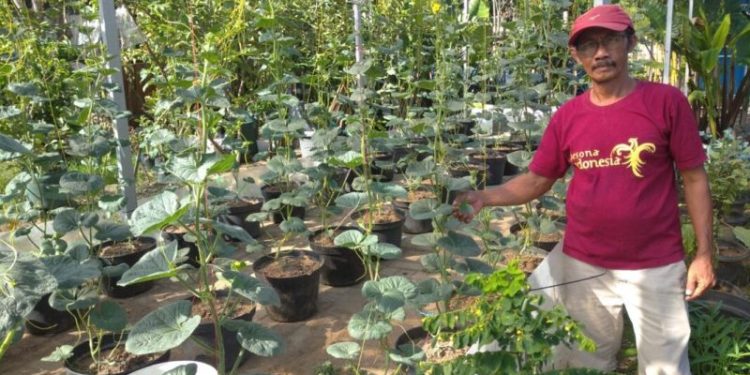 Lewat kebun mini, Rumah zakat berikan kegiatan untuk para Lansia yang masih ingin berkarya