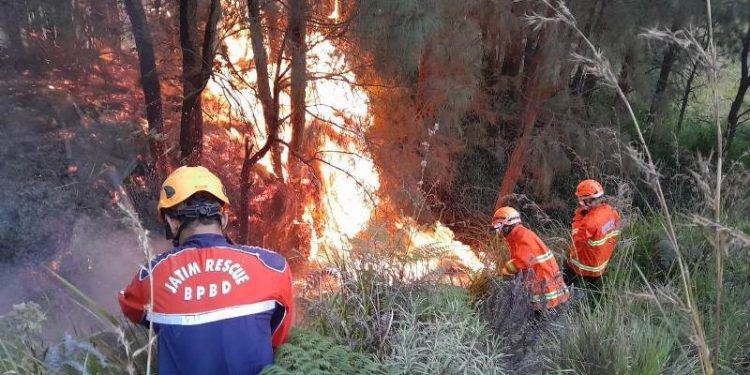 Kawasan Gunung Bromo terbakar, TRC BPBD Jatim Langsung turun ikut padamkan api