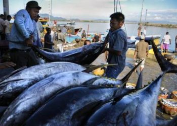 RI Tingkatkan Investasi Hulu-Hilir Perikanan Tuna