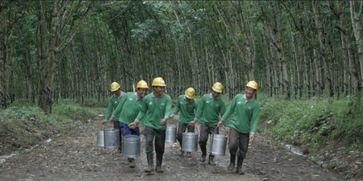 PTPN I Regional 7 Tegaskan Tidak Ada Kebijakan Pembagian Aset Tanah