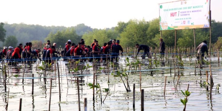 Pemkot Surabaya dan NGO sinergi lestarikan dan rawat konservasi Mangrove