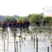 Pemkot Surabaya dan NGO sinergi lestarikan dan rawat konservasi Mangrove