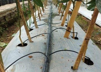 Inovasi Irigasi Cerdas untuk Pertanian Greenhouse di Desa Temuasri