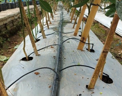 Inovasi Irigasi Cerdas untuk Pertanian Greenhouse di Desa Temuasri