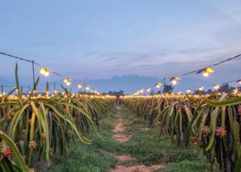 PLN Raih Penghargaan Pemprov Jatim atas Dukungan Electrifying Agriculture untuk Peningkatan Ekonomi