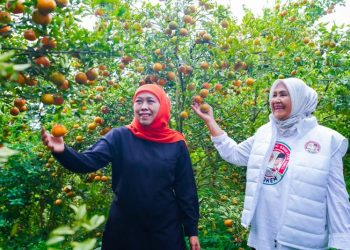 Bantu sejahterakan petani negeri sendiri, Khofifah ajak warga Jatim perbanyak konsumsi buah lokal 
