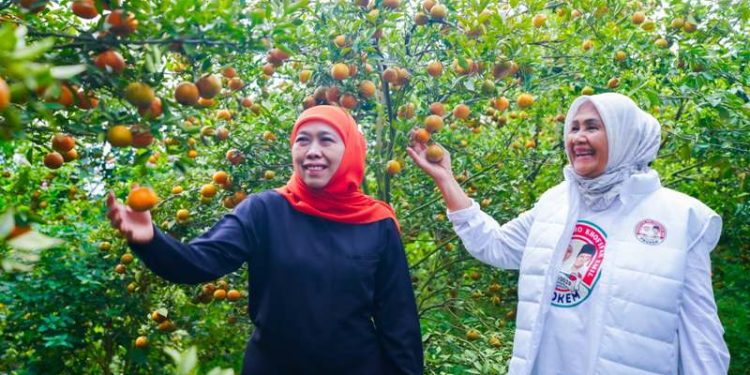 Bantu sejahterakan petani negeri sendiri, Khofifah ajak warga Jatim perbanyak konsumsi buah lokal 