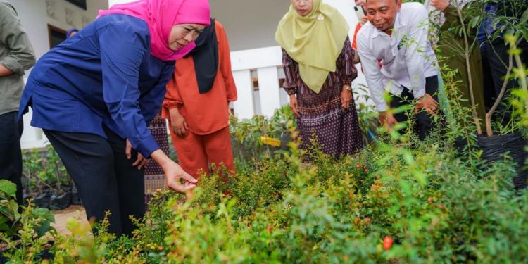 Sambangi usaha bibit tanaman buah di Nganjuk, Khofifah: Bisa jadi percontohan pengembangan kreativitas agrobisnis
