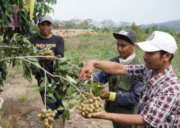 SIG Dorong Kesejahteraan Petani di Rembang melalui Program Semen Gresik Sahabat Petani