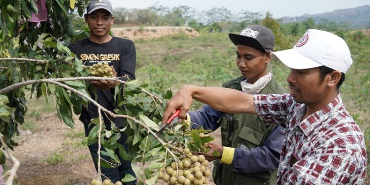 SIG Dorong Kesejahteraan Petani di Rembang melalui Program Semen Gresik Sahabat Petani