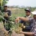 SIG Dorong Kesejahteraan Petani di Rembang melalui Program Semen Gresik Sahabat Petani