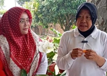 Cicipi Jeruk Malang, Risma Yakin Dapat Membawanya Menasional dan Mendunia