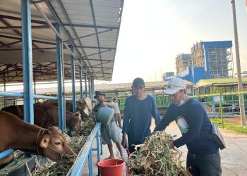PLN Nusantara Power Dorong Kemajuan Agrikultur Terpadu di Tuban Melalui Energi Hijau