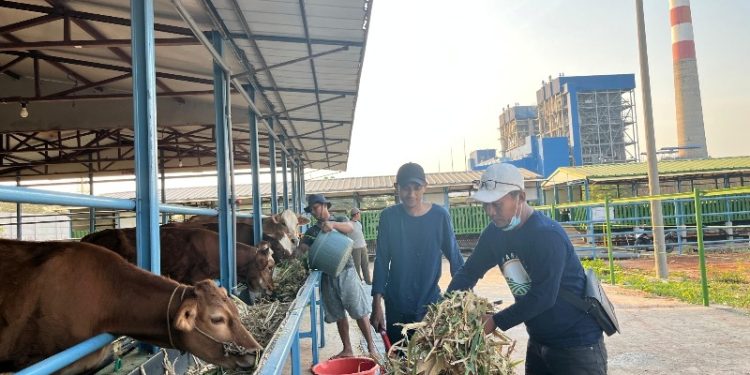 PLN Nusantara Power Dorong Kemajuan Agrikultur Terpadu di Tuban Melalui Energi Hijau