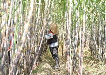 PTPN I Kebun Kalitelepak Catat Peningkatan Produksi Tebu 31%, Perkuat Langkah Menuju Swasembada Gula 2028