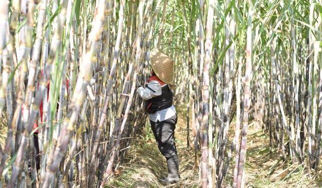 PTPN I Kebun Kalitelepak Catat Peningkatan Produksi Tebu 31%, Perkuat Langkah Menuju Swasembada Gula 2028