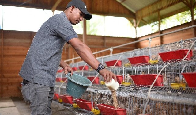 SIG Dukung Pengembangan Bisnis Puyuh di Aceh, Kelompok Puyuh Andalas Produksi 4.000 Telur Per Hari
