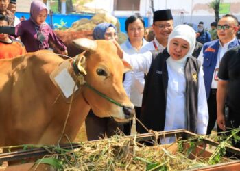 PMK di Jawa Timur tertangani dengan baik, Khofifah optimis stok hewan ternak aman jelang Ramadhan
