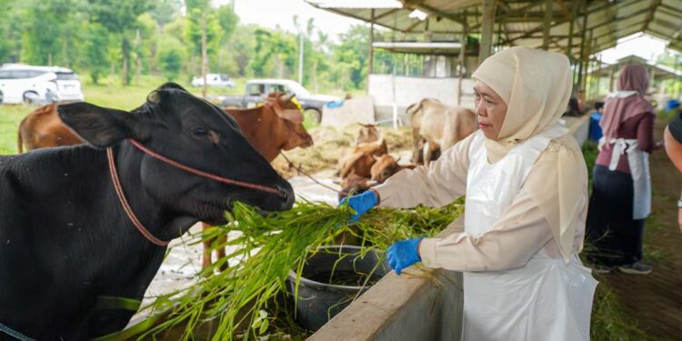 Tinjau proses vaksinasi ternak di Pasuruan, Khofifah pesankan pentingnya proteksi pasar hewan di tengah wabah PMK